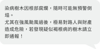 染病樹木因根部腐爛,隨時可能無預警倒塌。尤其在強風颱風過後,極易對路人與財產造成危險,若發現疑似褐根病的樹木請立即通報!