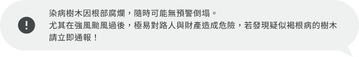 染病樹木因根部腐爛,隨時可能無預警倒塌。尤其在強風颱風過後,極易對路人與財產造成危險,若發現疑似褐根病的樹木請立即通報!