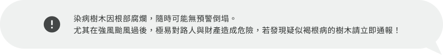 染病樹木因根部腐爛,隨時可能無預警倒塌。尤其在強風颱風過後,極易對路人與財產造成危險,若發現疑似褐根病的樹木請立即通報!